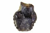 Fossil Ankylosaur Tooth - Montana #108152-1